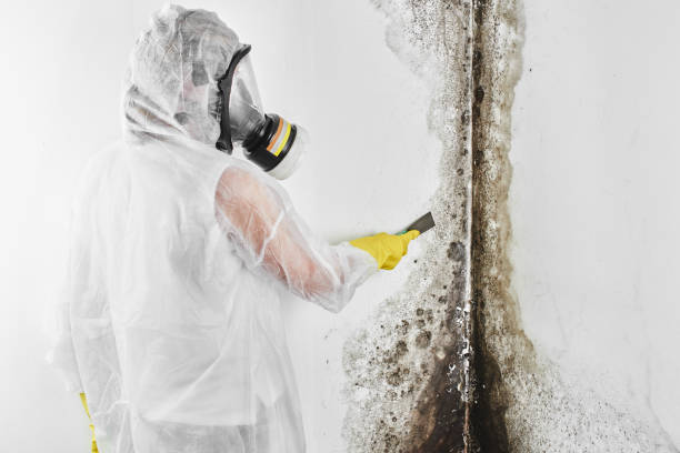 Best Mold Removal Near Me  in Lusk, WY