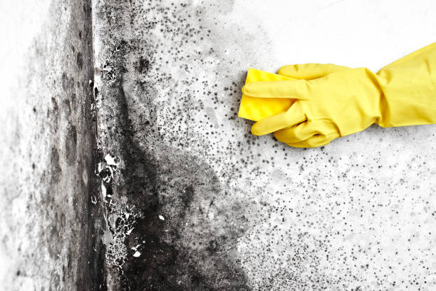 Best Best Mold Removal Companies  in Lusk, WY