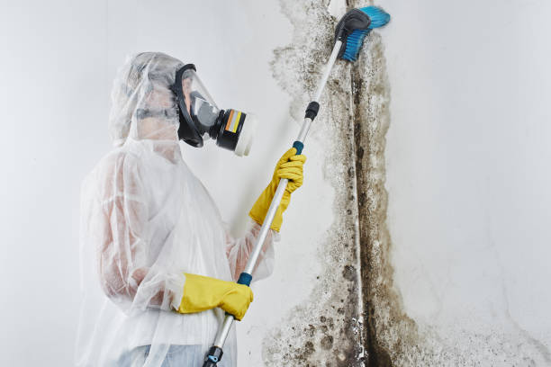 Best Affordable Mold Removal  in Lusk, WY