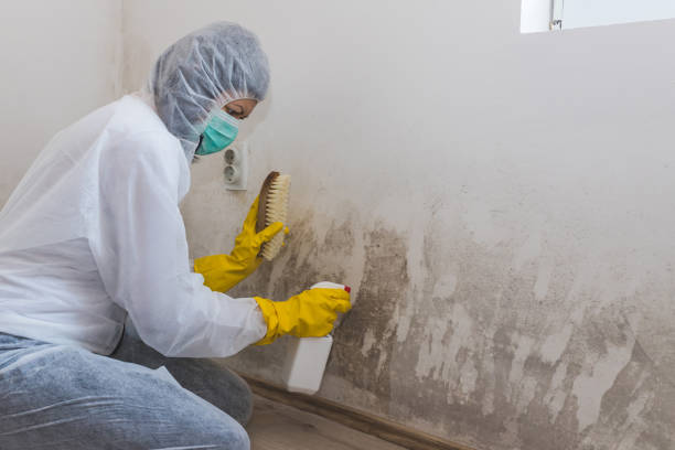 Best Office Mold Removal Services  in Lusk, WY