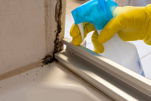 Professional Mold Removal in Lusk, WY