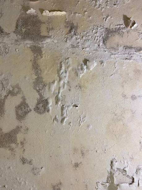Best Mold Damage Repair  in Lusk, WY