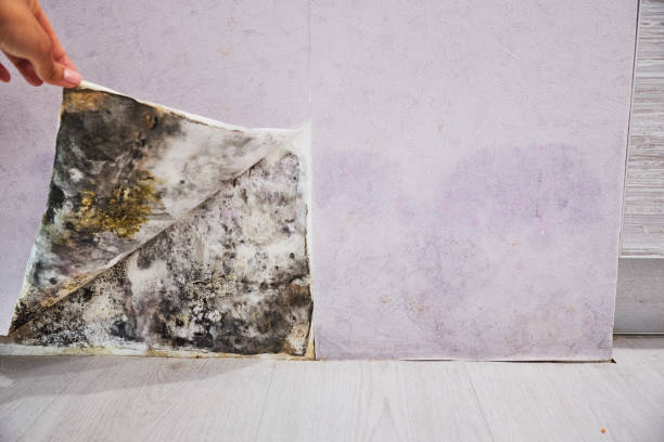 Best Fast Mold Removal  in Lusk, WY